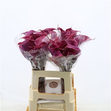 Calla Rosso
