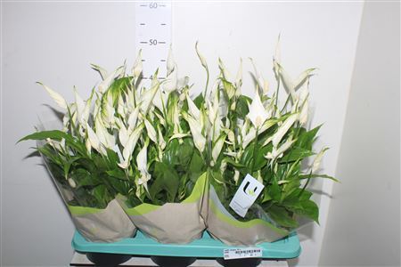 ** Spath Chopin 10+ *autumn Promo