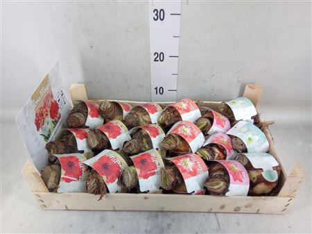Hippeastrum ...flowerbulbs Bulb Mix in Wooden Crat