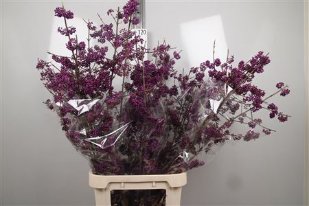 Callicarpa Bo Mag Amethea