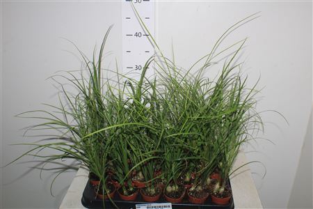 Beaucarnea Recur