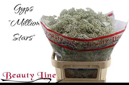 Gyps Pa Million Star