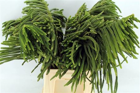 Araucaria Excelsa Large Pbs