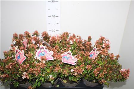 Abel Grandiflora