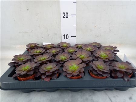 Aeonium Arboreum Black