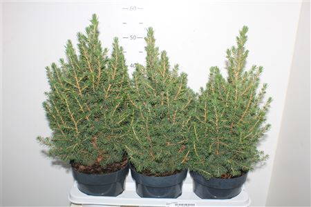 ** Picea Gl Conica * Autumn Promo*