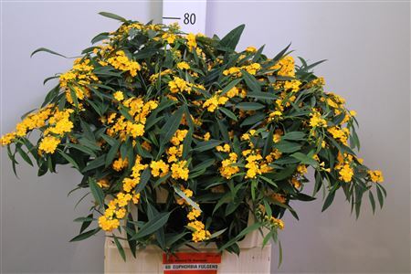 Euph F T Cre Yel Riv