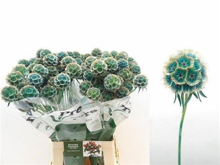 Scabiosa St Klbh Blue